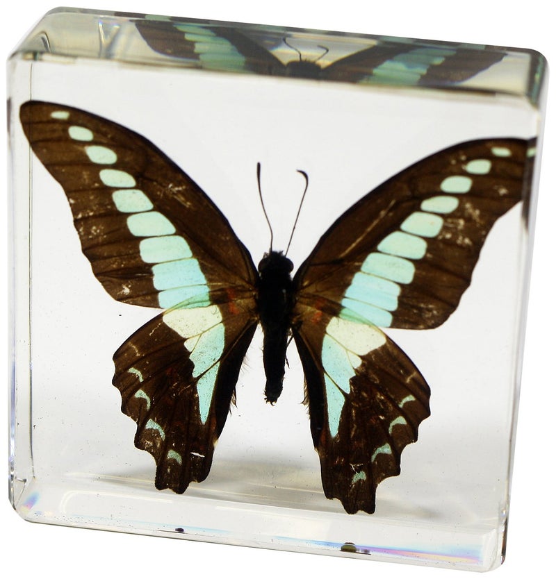 REALBUG Common Blue Bottle Butterfly Paperweight(3 x 3 x 1) - Image 1